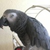 African Grey Parrot African Grey parrots