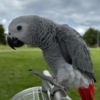 African Grey Parrot African grey parrots