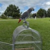 African Grey Parrot African grey parrots