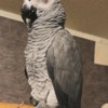 African Grey Parrot African Grey Parrots