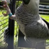 African Grey Parrot African Grey Parrots