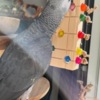 African Grey Parrot African Grey Parrot
