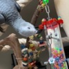 African Grey Parrot African Grey Parrot