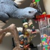 African Grey Parrot African Grey Parrot