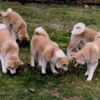 Akita Inu Japanese Akita Inu puppies