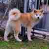 Akita Inu Japanese Akita Inu puppies