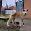 Akita Inu Japanese Akita Inu puppies