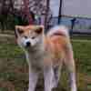 Akita Inu Japanese Akita Inu puppies