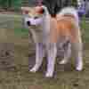 Akita Inu Japanese Akita Inu puppies