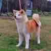 Akita Inu Japanese Akita Inu puppies