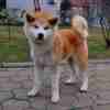 Akita Inu Japanese Akita Inu puppies