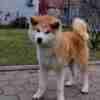 Akita Inu Japanese Akita Inu puppies