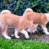 Akita Inu Japanese Akita Inu puppies