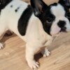 French Bulldog French Bulldog puppies for sale