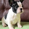 French Bulldog French Bulldog puppies for sale