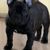 French Bulldog French Bulldog puppies for sale