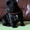 French Bulldog French Bulldog puppies for sale