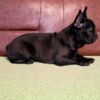French Bulldog French Bulldog puppies for sale