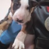 Bull Terrier Standard Bull Terrier puppies
