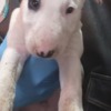 Bull Terrier Standard Bull Terrier puppies
