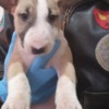 Bull Terrier Standard Bull Terrier puppies