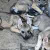Czechoslovak Wolfdog Czechoslovakian Wolfdog Puppies
