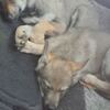 Czechoslovak Wolfdog Czechoslovakian Wolfdog Puppies