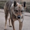 Czechoslovak Wolfdog Czechoslovakian Wolfdog Puppies