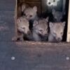 Czechoslovak Wolfdog Czechoslovakian Wolfdog Puppies