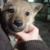 Czechoslovak Wolfdog Czechoslovakian Wolfdog Puppies