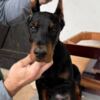 Doberman Pinscher Doberman