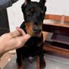 Doberman Pinscher Doberman