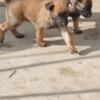 Belgian Shepherd Dog (Malinois) Belgian Malinois Shepherd puppies