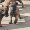 Belgian Shepherd Dog (Malinois) Belgian Malinois Shepherd puppies
