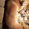Belgian Shepherd Dog (Malinois) Belgian Malinois Shepherd puppies