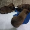 Belgian Shepherd Dog (Malinois) Belgian Malinois Shepherd puppies