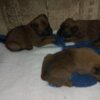 Belgian Shepherd Dog (Malinois) Belgian Malinois Shepherd puppies