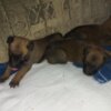 Belgian Shepherd Dog (Malinois) Belgian Malinois Shepherd puppies