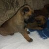 Belgian Shepherd Dog (Malinois) Belgian Malinois Shepherd puppies