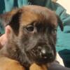 Belgian Shepherd Dog (Malinois) Belgian Malinois Shepherd puppies