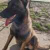Belgian Shepherd Dog (Malinois) Belgian Malinois Shepherd puppies