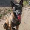 Belgian Shepherd Dog (Malinois) Belgian Malinois Shepherd puppies