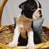 Boston Terrier Boston Terrier puppies of champion bloodlines