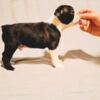 Boston Terrier Boston Terrier puppies of champion bloodlines