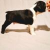 Boston Terrier Boston Terrier puppies of champion bloodlines