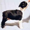 Boston Terrier Boston Terrier puppies of champion bloodlines