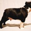Boston Terrier Boston Terrier puppies of champion bloodlines
