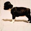 Boston Terrier Boston Terrier puppies of champion bloodlines