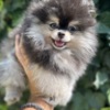 Pomeranian Pomeranian Spitz puppies