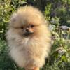 Pomeranian Pomeranian Spitz puppies